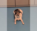 Small Chihuahua