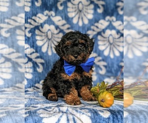 Cock-A-Poo Puppy for sale in KIRKWOOD, PA, USA