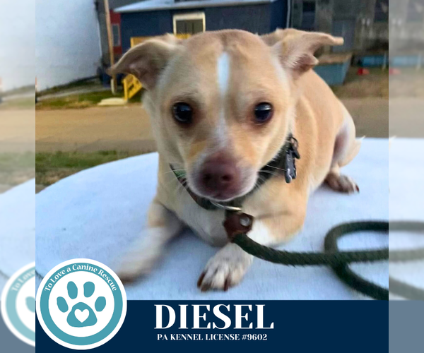 Medium Photo #3 Chihuahua-Unknown Mix Puppy For Sale in Kimberton, PA, USA