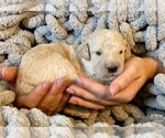 Small Photo #4 Goldendoodle Puppy For Sale in DANIELSVILLE, GA, USA