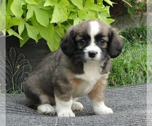 Cava-Corgi Puppy for sale in HONEY BROOK, PA, USA