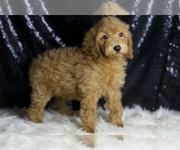 Medium Photo #3 Goldendoodle (Miniature) Puppy For Sale in WARSAW, IN, USA