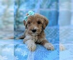 Small Photo #6 Goldendoodle-Poodle (Standard) Mix Puppy For Sale in LANCASTER, PA, USA