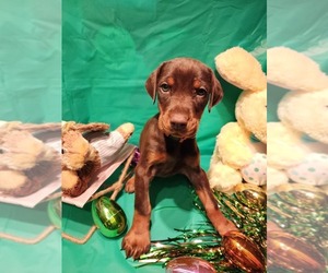 Doberman Pinscher Puppy for sale in ANDERSON, IN, USA