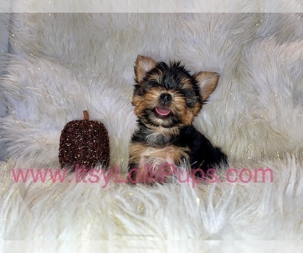 Medium Photo #9 Yorkshire Terrier Puppy For Sale in HAYWARD, CA, USA