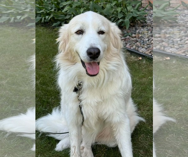 Medium Photo #1 Great Pyrenees-Unknown Mix Puppy For Sale in Minneapolis, MN, USA