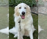 Small Great Pyrenees Mix