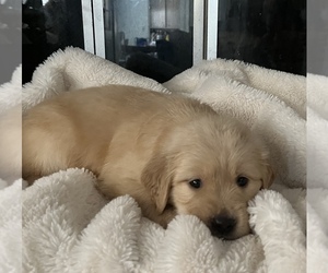 Golden Retriever Dog for Adoption in SPRING, Texas USA