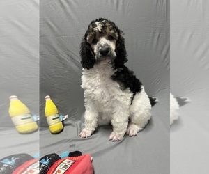 Poodle (Standard) Puppy for Sale in LAMPASAS, Texas USA