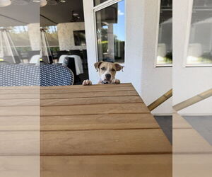 American Pit Bull Terrier-American Staffordshire Terrier Mix Dogs for adoption in Phoenix, AZ, USA