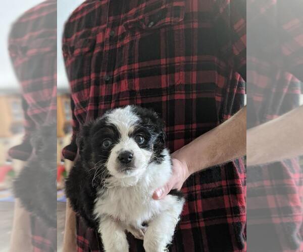 Medium Photo #5 Australian Shepherd-Poodle (Toy) Mix Puppy For Sale in SPENCER, TN, USA