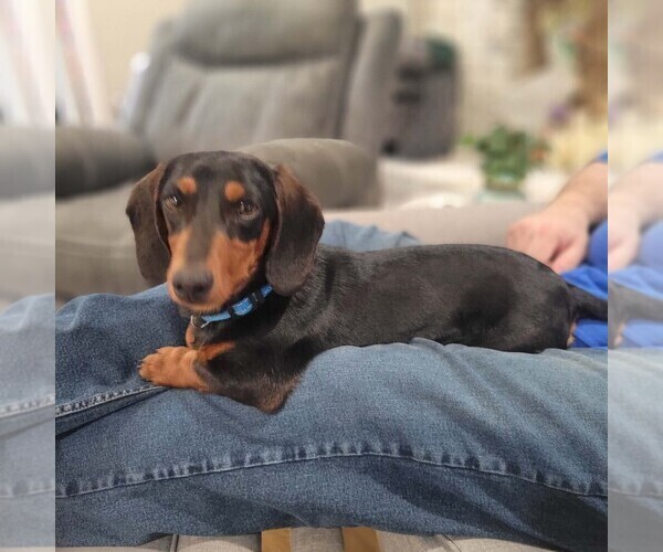Medium Photo #1 Dachshund Puppy For Sale in NEOSHO, MO, USA
