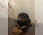 Small Photo #15 Rottweiler Puppy For Sale in ANTIOCH, CA, USA