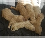 Small Photo #5 Goldendoodle Puppy For Sale in AGOURA HILLS, CA, USA