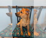 Small Photo #2 Mutt Puppy For Sale in Jefferson, NJ, USA