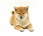 Small Photo #7 Shiba Inu Puppy For Sale in Neosho, MO, USA