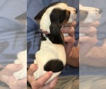Puppy Walrus Basset Hound