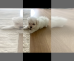 Small #1 Morkie Poo (Toy)
