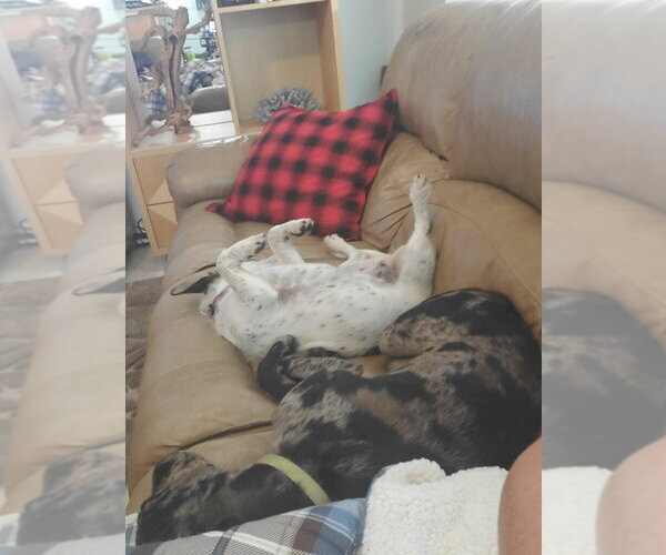 Medium Photo #14 Catahoula Leopard Dog-Unknown Mix Puppy For Sale in Sanford, FL, USA