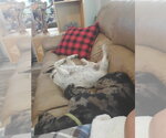 Small #13 Catahoula Leopard Dog Mix