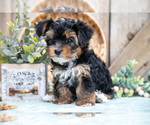 Small Photo #19 Yorkshire Terrier Puppy For Sale in GREENWICH, OH, USA