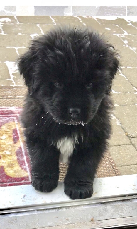 Medium Photo #8 Newfoundland Puppy For Sale in DEXTER, MI, USA