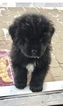 Small Photo #8 Newfoundland Puppy For Sale in DEXTER, MI, USA