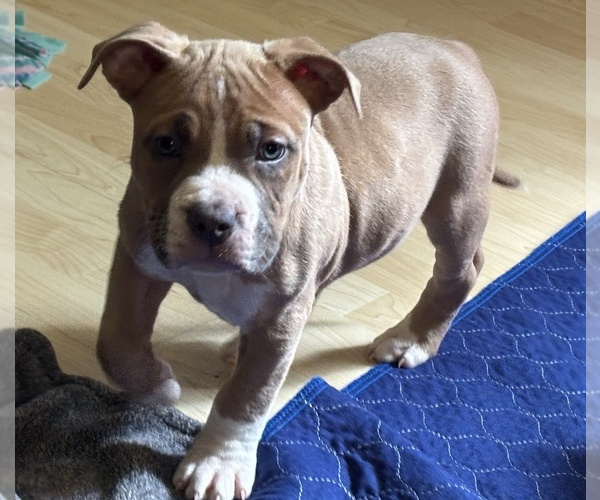 Medium Photo #5 American Bully Puppy For Sale in VILLA RICA, GA, USA