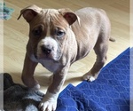 Puppy 4 American Bully