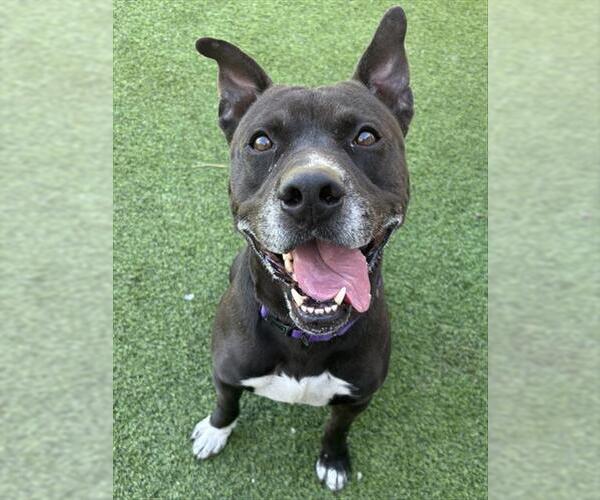 Medium Photo #3 Mutt Puppy For Sale in Camarillo, CA, USA