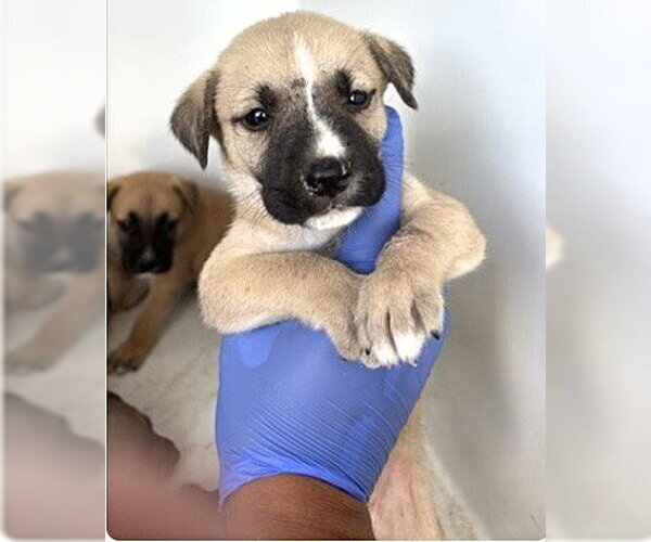 Medium Photo #1 Black Mouth Cur Puppy For Sale in Houston, TX, USA