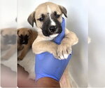Small Black Mouth Cur