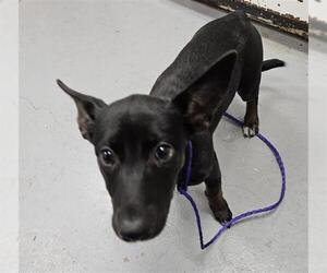 German Shepherd Dog-Unknown Mix Dogs for adoption in Peoria, IL, USA