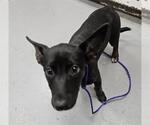 Small German Shepherd Dog Mix