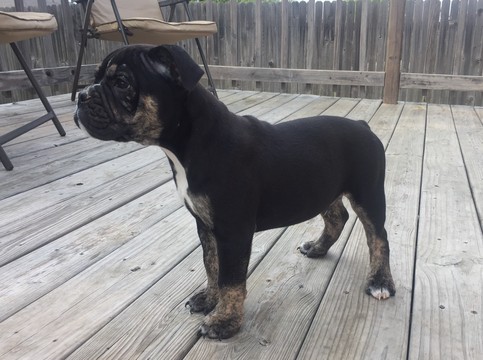 Medium Photo #1 Olde English Bulldogge Puppy For Sale in BUDA, TX, USA