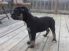 Small Photo #1 Olde English Bulldogge Puppy For Sale in BUDA, TX, USA