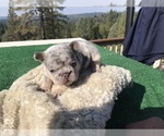 Small Photo #28 French Bulldog Puppy For Sale in PLACERVILLE, CA, USA