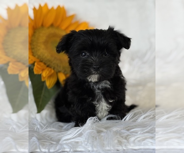 Medium Photo #4 Morkie Puppy For Sale in ROCK STREAM, NY, USA