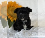 Small #3 Morkie