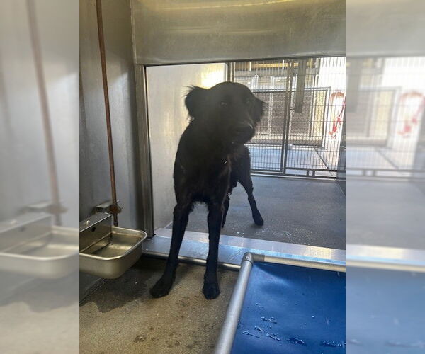 Medium Photo #1 Labrador Retriever Puppy For Sale in Downey, CA, USA