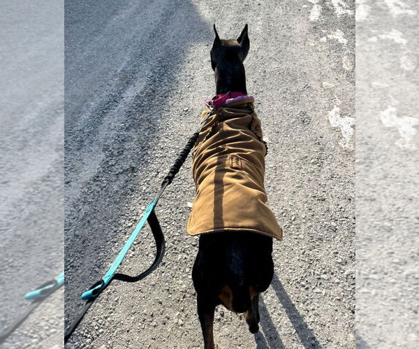 Medium Photo #9 Doberman Pinscher Puppy For Sale in Buffalo, MN, USA
