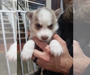 Siberian Husky Puppy for sale in SLATER, IA, USA