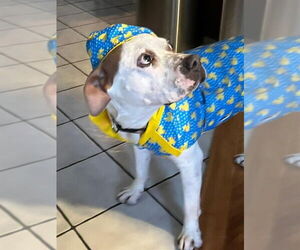 Charlotte - Adopt Me! - Female Bulloxer Dog for Adoption - Photo #6