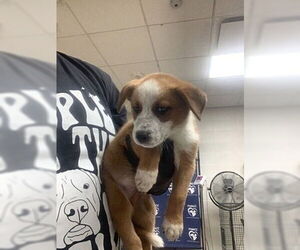 Mutt Dogs for adoption in Oak Bluffs, MA, USA