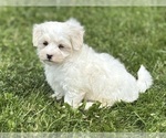 Small #1 Maltese