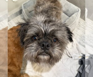 French Tzu Dogs for adoption in San Jose, CA, USA
