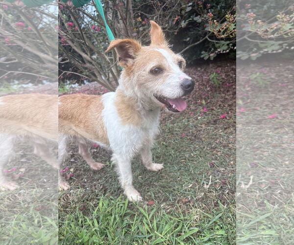 Medium Photo #3 Feist Terrier-Unknown Mix Puppy For Sale in Raleigh, NC, USA