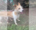 Small #2 Feist Terrier Mix