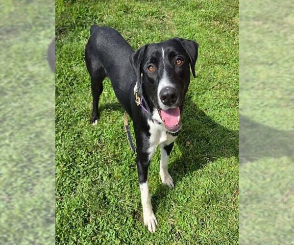 Medium Photo #2 Doberman Pinscher-Pointer Mix Puppy For Sale in Lodi, CA, USA