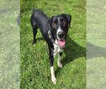 Small #1 Doberman Pinscher-Pointer Mix